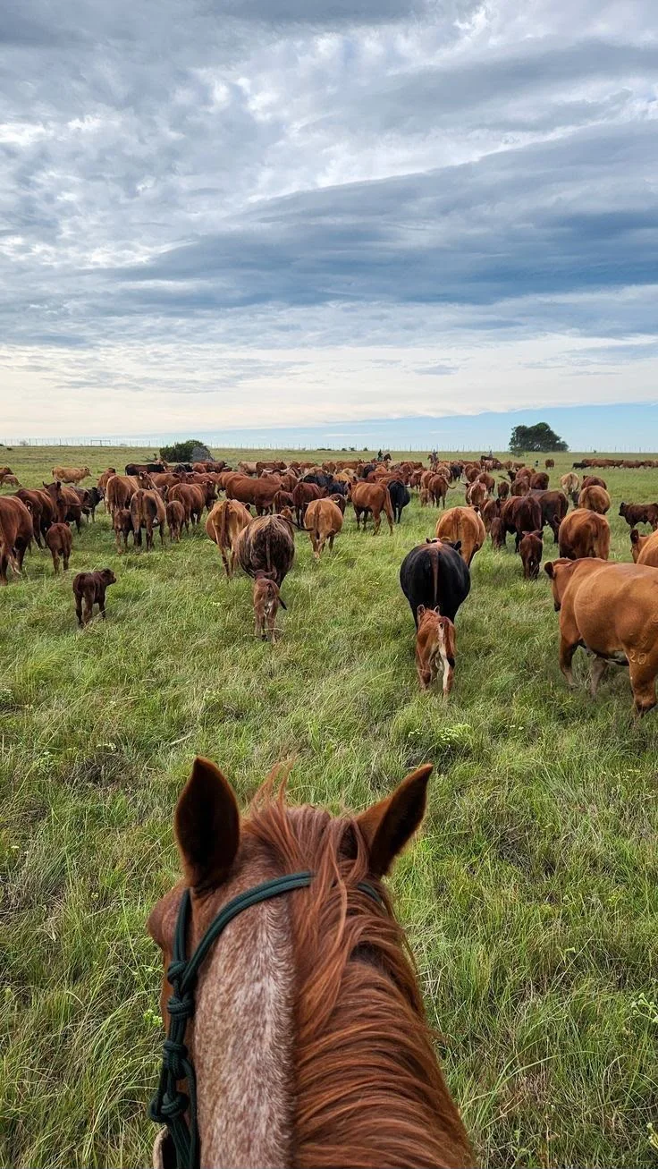 Rebanho visto a cavalo em campo verde